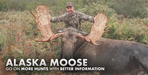 Alaska Moose Hunting 2023 2024 Draw Odds Tags Season Info