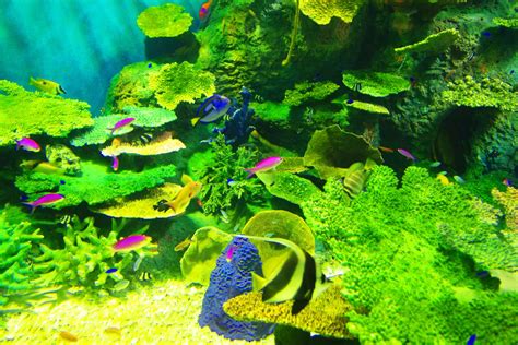 Download 癒しの アクアリウム Aquarium Images For Free