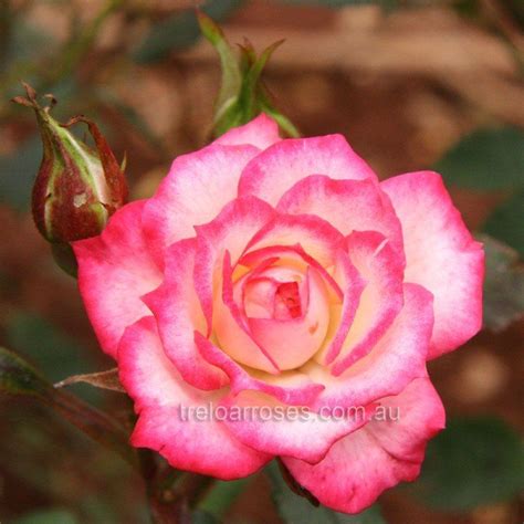 Magic Carousel Shop Treloar Roses Premium Roses For Australian