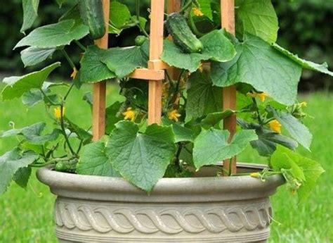 Growing Cucumbers Vertically How To Grow Cucumbers In Small Garden