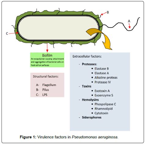Quorum Sensing In Bacteria And A Glance On Pseudomonas Aeruginosa