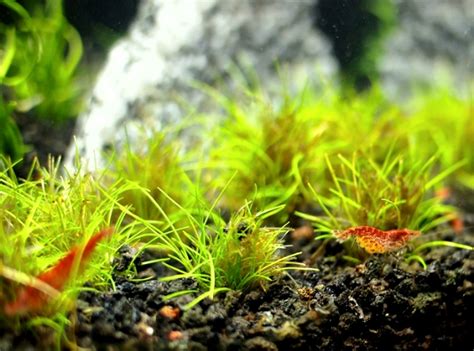 Tanaman jenis ini memang sering menjadi pilihan utama para pemula atau mereka yang menekuni hobi aquascaping. 12 Jenis Tanaman Karpet Aquascape yang Mudah untuk Pemula ...