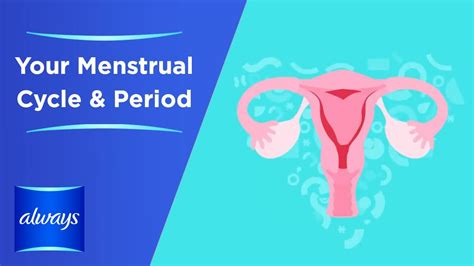 Your Menstrual Cycle And Periods In 3 Minutes Youtube