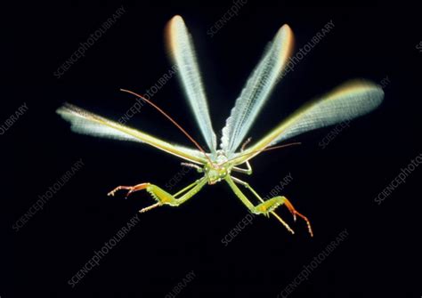 Male Praying Mantis In Flight Stock Image Z2750034 Science Photo