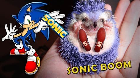 Sonic Boom Characters In Real Life 2019 Full Hd Youtube