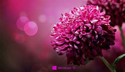 Windows Flower Wallpapers Top Free Windows Flower Backgrounds