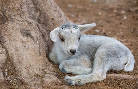 Little Goat Lying By Oleg Lopatkin On 500px Goats Baby Farm Animals