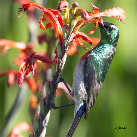 Double Collared Sunbird 4 Nature Home