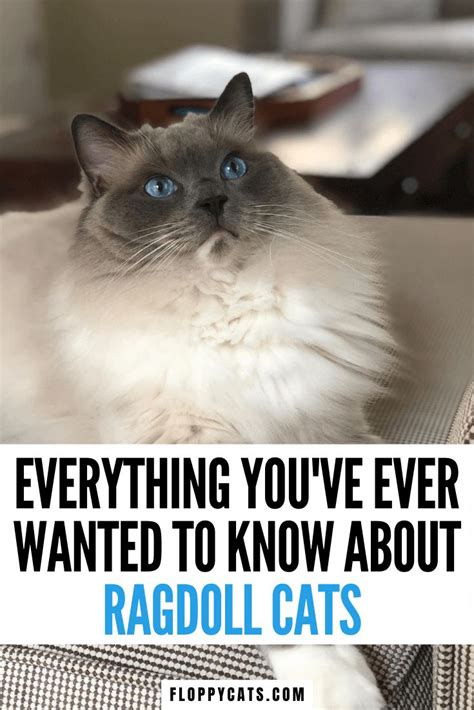 Ragdoll Cats Everything You Need To Know About Ragdoll