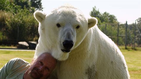 Man Cuddles Polar Bear Animal Odd Couples Episode 2 Preview Bbc