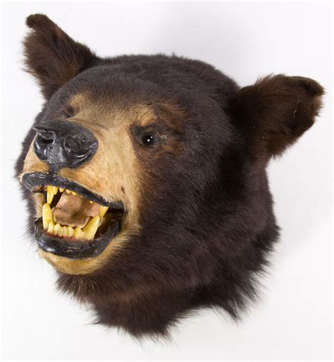 Taxidermy Bear Head Bear Head Black Bear Bear