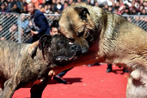 Dog Fighting To The Death In China Mirror Online