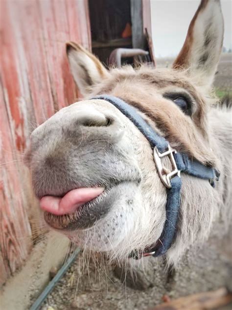 Oh Charlie 💙 Donkey Donkeys Cuteanimals Farmanimals Silly Farm