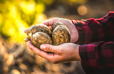 Perkebunan Tumbuh Memanen Kentang Organik Segar Di Ladang Kentang