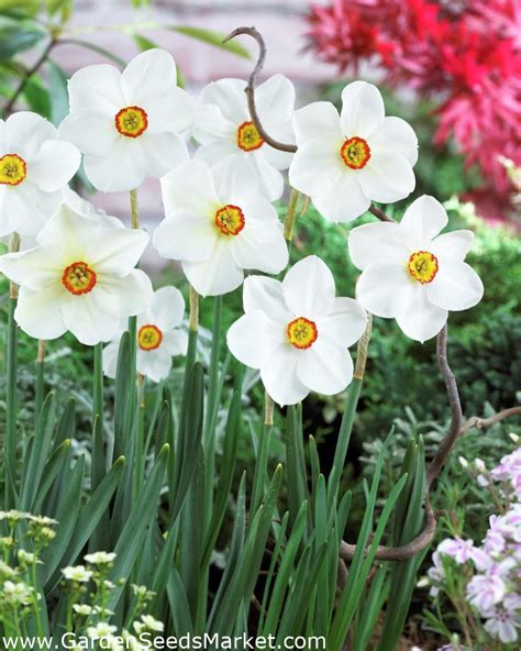 Narcissus Actaea Daffodil Actaea 5 Bulbs Garden Seeds Market