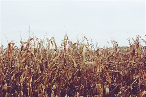 Free Images Field Wheat Prairie Food Harvest Crop Soil