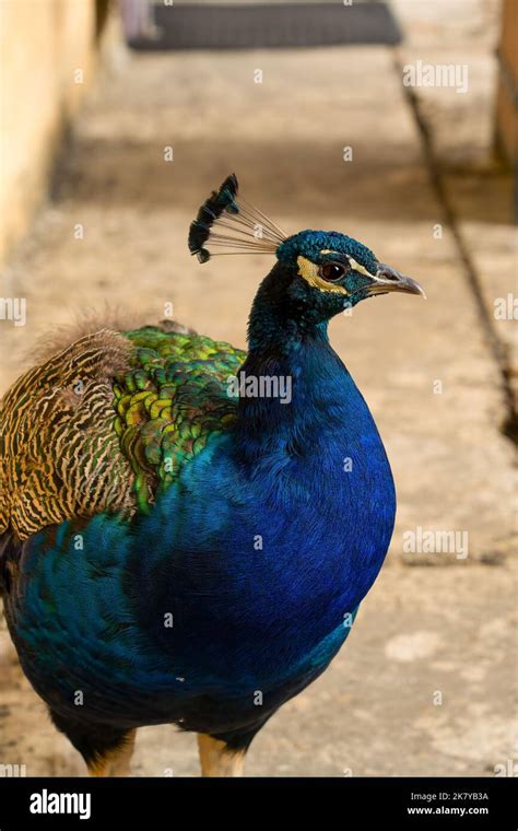 Close Up Of A Male Indian Peafowl Peacock Pavo Cristatus With Iridescent Blue And Green