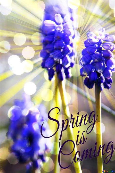 Download Free Picture Spring Flowering Spring Is Coming On Cc By
