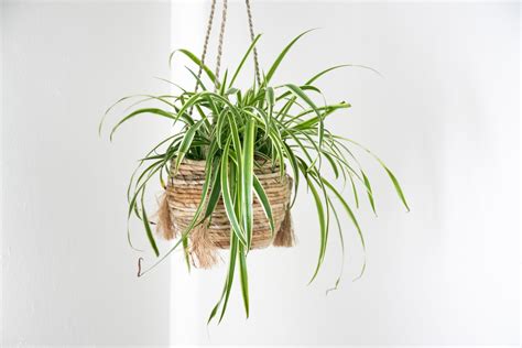 Free Stock Photo Of Spider Plant In Hanging Planter
