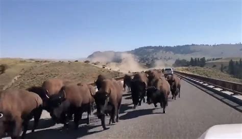 Must Watch Huge Herd Of Bison Storm The Roads Of Yellowstone