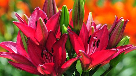 Closeup Pink Lilies Buds Stamens Flowers Red Blur Background Hd Flowers