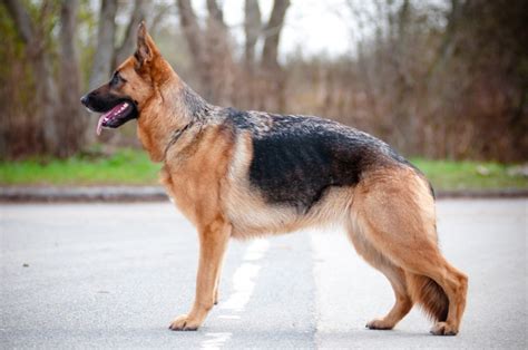 Find local german shepherd in dogs and puppies in the uk and ireland. German Shepherd Dogs and Puppies for sale in the UK ...