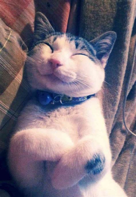 30 Awesome Pictures Of The Smiliest Cats Youll Ever See We Love Cats