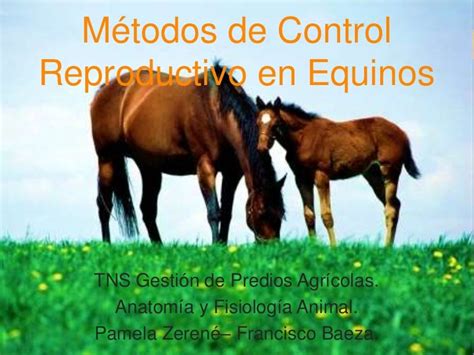 Manejos De Control Reproductivo En Equinos