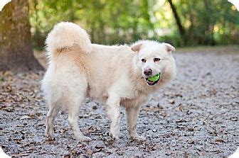 Three of the four are being treated for heartworms. Orlando, FL - Samoyed/St. Bernard Mix. Meet Chester, a dog ...