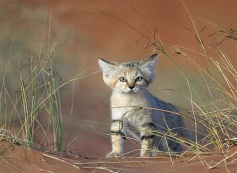 15 20 25 30 35 40 45 50 55 60 70 80 (feet loa) | multihulls: Daily Cuteness - What Is A Sand Dune Cat
