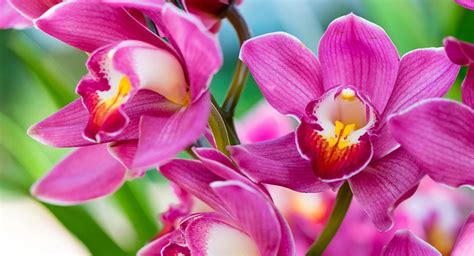 Parque Nacional Natural Las Orquídeas Expresión De Exuberante Belleza