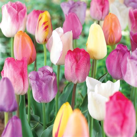 10 Count Tulip Pastel Mixed Bulbs At