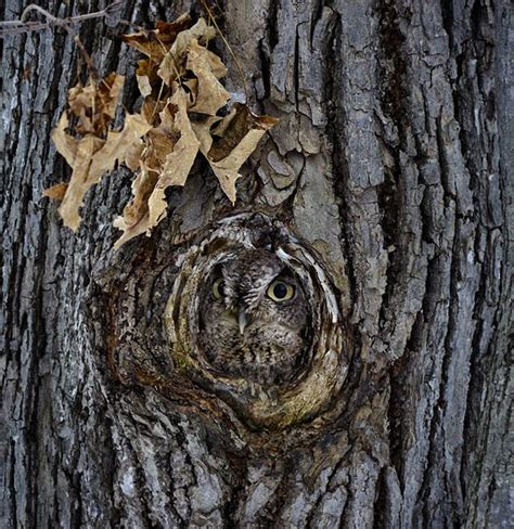 21 Amazing Owl Camouflage 21 Pics Amazing Creatures