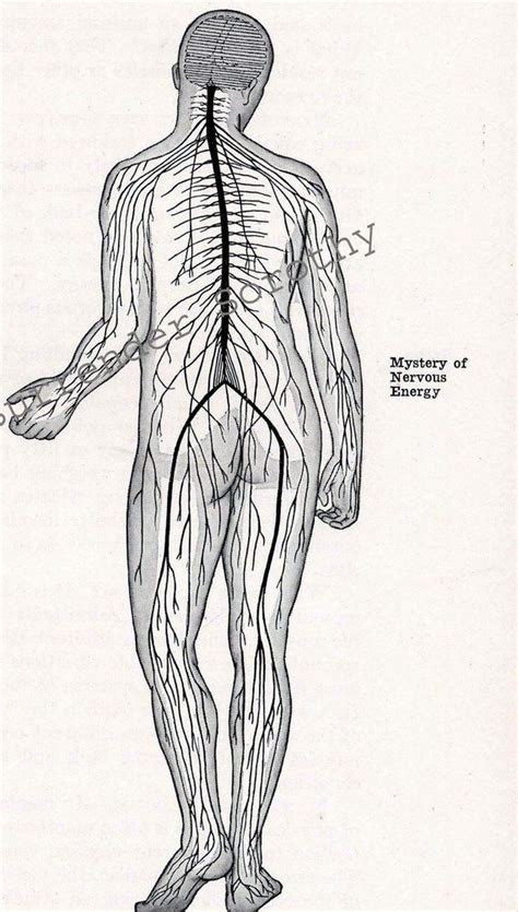 Brain Nervous System Posterior View Human Vintage Anatomy Illustration