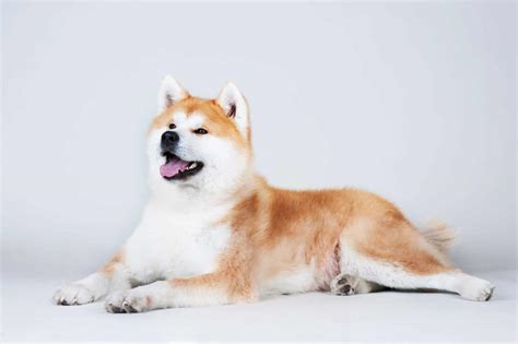 What Are The Most Popular Japanese Dog Breeds K9 Web