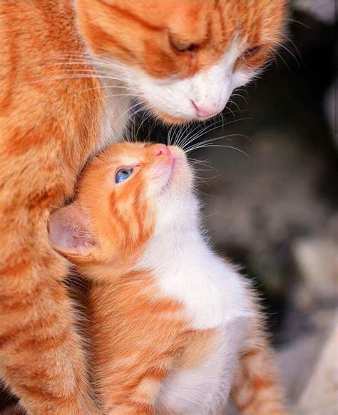 Pin By Judith Sugg On Pets And Animals Cute Cats Beautiful Cats