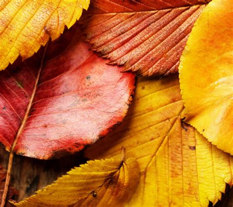 Beautiful Wallpapers For Desktop Red Autumn Leaves Wallpapers Hd