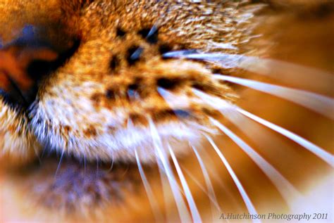 Cats whiskers are just thick hair and cutting them off does not harm the cat in any way. Anatomy of Ashes ~ More Macro Play + Linkzy | A ...
