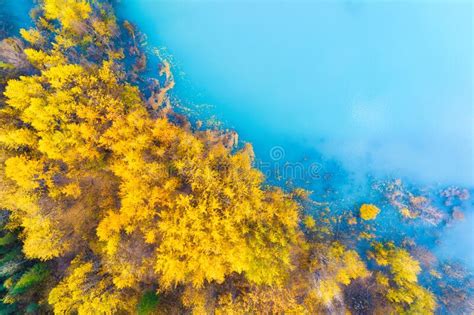 Aerial View Birch Forest In Turquoise Water Lake And Tree Natural