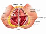 Pictures of Core Muscles Wiki