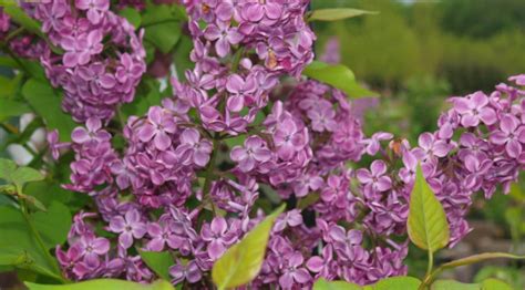 Dwarf Korean Lilac Archives Knechts Nurseries And Landscaping
