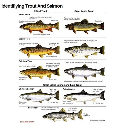 Use These Charts To Confidently Id Trout And Salmon Species Salmon
