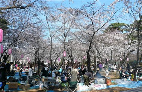 Hanami Cherry Blossom Viewing Party In Japan Japan Culture Review