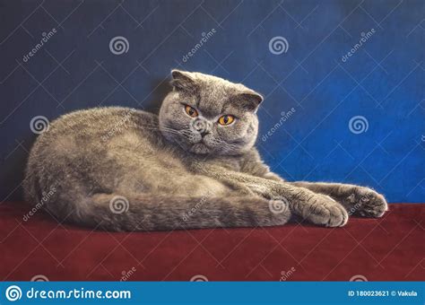 Portrait Of A British Shorthair Grey Cat Stock Image Image Of Breed