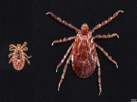 Roane One Of 3 Tn Counties Infested With Asian Tick 3b Media News
