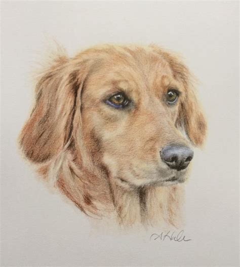 Golden retriever drawing pencil sketch colorful. Lucy a Golden retriever, pencil drawing by Amanda Hall ©️ ...