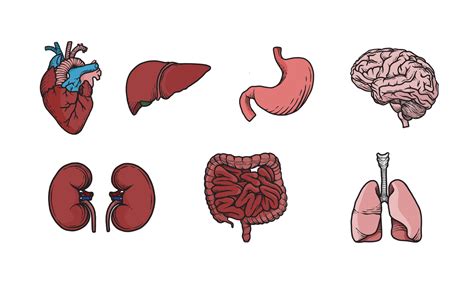 set of colored human organs illustration simple yet educational vector graphic of the internal