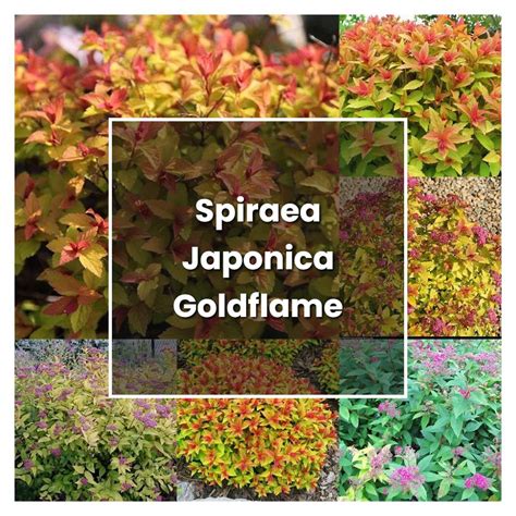 How To Grow Spiraea Japonica Goldflame Plant Care And Tips