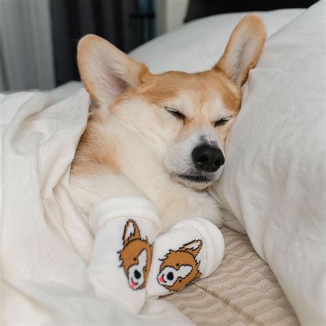 Corgi With Corgi Socks Find Your Best Corgi Items Exclusively At