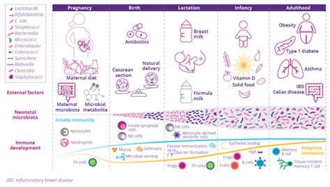 Factors Influencing Microbiota Development And Maturation Of The Immune System Early In Life